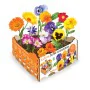 Conjunto de Cultivo Batlle Bloemen Comestível 19 x 19 x 10 cm de Batlle, Kits de cultivo em casa - Ref: S7911864, Preço: 10,8...