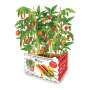 Cultivation Set Batlle Peppers Spicy 30 x 19,5 x 16,2 cm by Batlle, Grow Your Own Kits - Ref: S7911865, Price: 14,87 €, Disco...