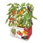 Conjunto de Cultivo Batlle Tomates naturais 30 x 19,5 x 16,2 cm de Batlle, Kits de cultivo em casa - Ref: S7911866, Preço: 14...