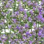 Fence Lavendar 50 x 50 x 2 cm by BigBuy Garden, Decorative Fences - Ref: S8700466, Price: 17,70 €, Discount: %