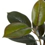 Plante décorative PVC Fer Ficus 49 x 45 x 125 cm de BigBuy Home, Plantes artificielles - Réf : S8800353, Prix : 54,18 €, Remi...